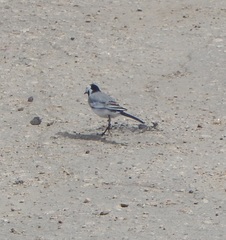 Motacilla alba