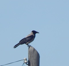 Corvus cornix