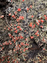 Cladonia floerkeana