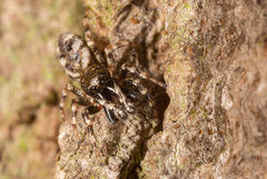 Salticus zebraneus