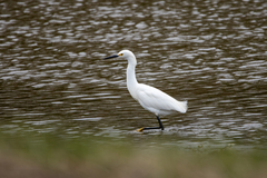 Egretta thula