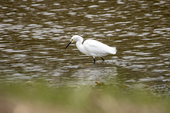 Egretta thula