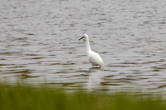 Egretta thula