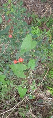 Ipomoea indivisa
