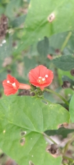 Ipomoea indivisa