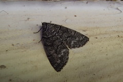 Smyriodes aplectaria