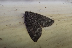 Smyriodes aplectaria