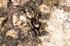 Salticus zebraneus