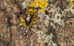 Salticus zebraneus