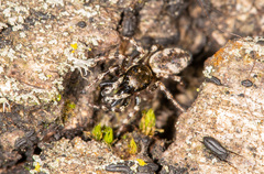 Salticus zebraneus