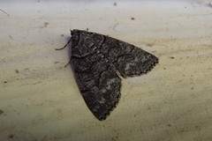 Smyriodes aplectaria