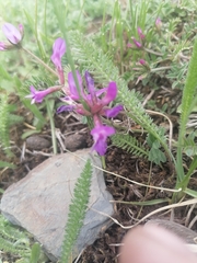 Astragalus ceratoides