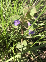 Glechoma hederacea