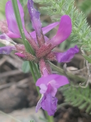 Astragalus ceratoides