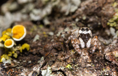 Salticus zebraneus