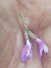 Astragalus ceratoides