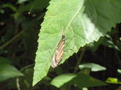 Lycorea halia atergatis