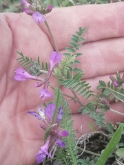 Astragalus ceratoides