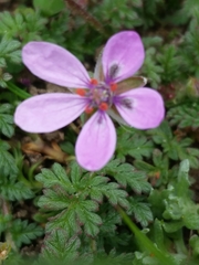Erodium cicutarium