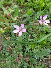 Erodium cicutarium