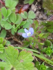 Veronica arvensis