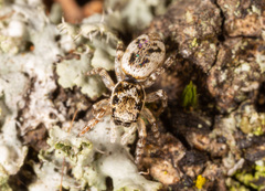 Salticus zebraneus