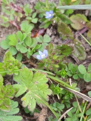 Veronica arvensis