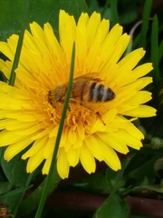 Apis mellifera