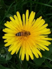 Apis mellifera