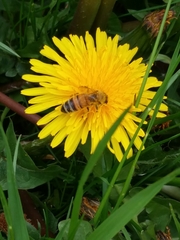 Apis mellifera