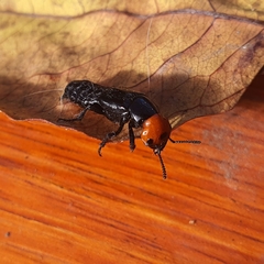Creophilus erythrocephalus