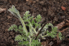 Pulsatilla violacea