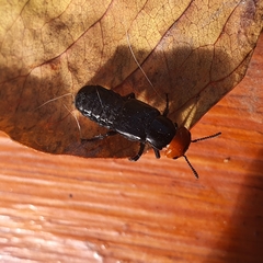 Creophilus erythrocephalus