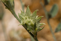 Onobrychis aequidentata