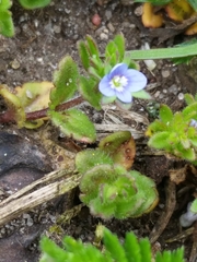 Veronica arvensis