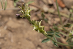 Onobrychis aequidentata