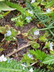 Veronica arvensis