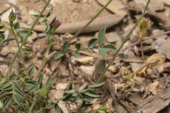 Onobrychis aequidentata