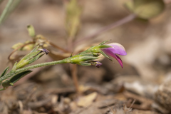 Onobrychis aequidentata