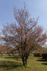 Prunus incisa