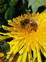 Apis mellifera