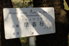Prunus incisa