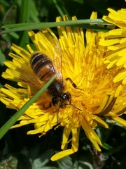 Apis mellifera