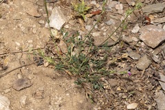 Onobrychis aequidentata