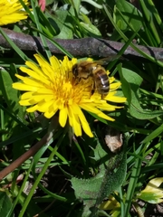 Apis mellifera