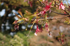 Prunus incisa