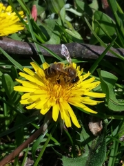 Apis mellifera