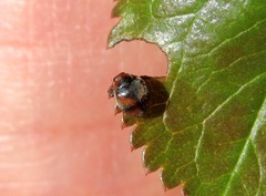 Scymnus subvillosus