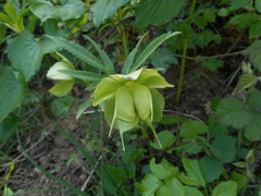 Helleborus bocconei