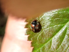 Scymnus subvillosus